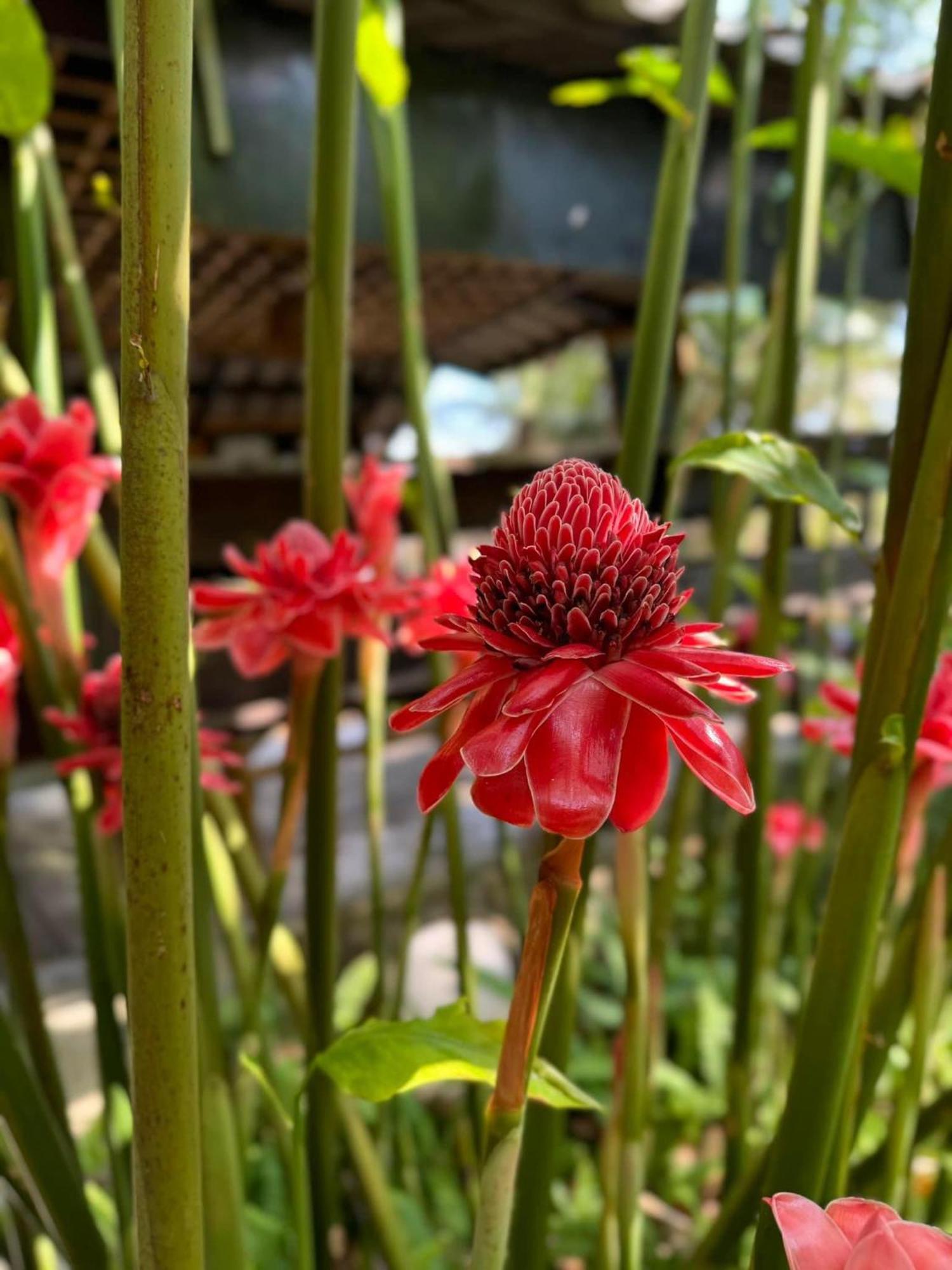 Greenheart Garden View Camp Phuket Παραλία Κάτα Εξωτερικό φωτογραφία