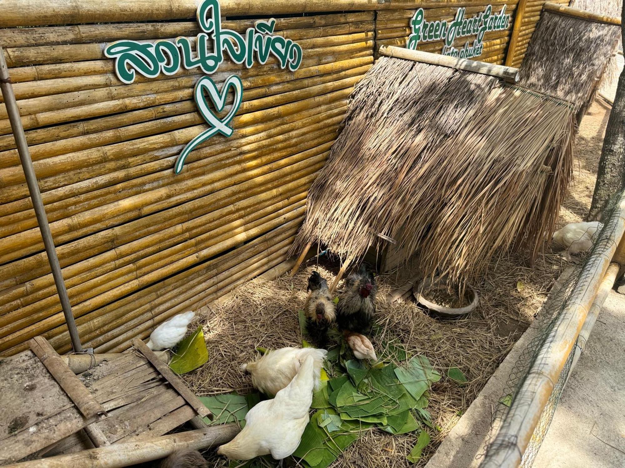 Greenheart Garden View Camp Phuket Παραλία Κάτα Εξωτερικό φωτογραφία