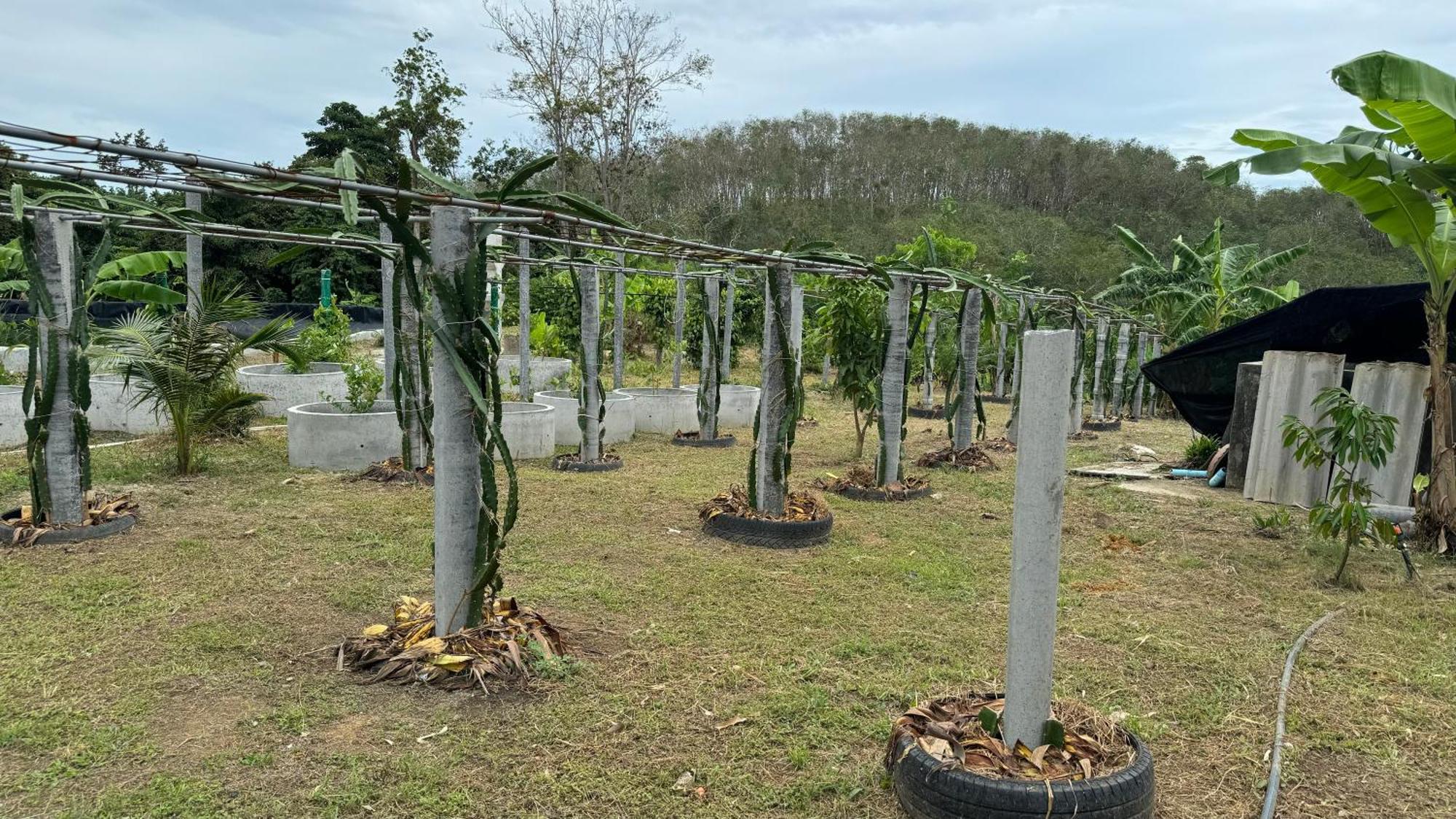 Greenheart Garden View Camp Phuket Παραλία Κάτα Εξωτερικό φωτογραφία