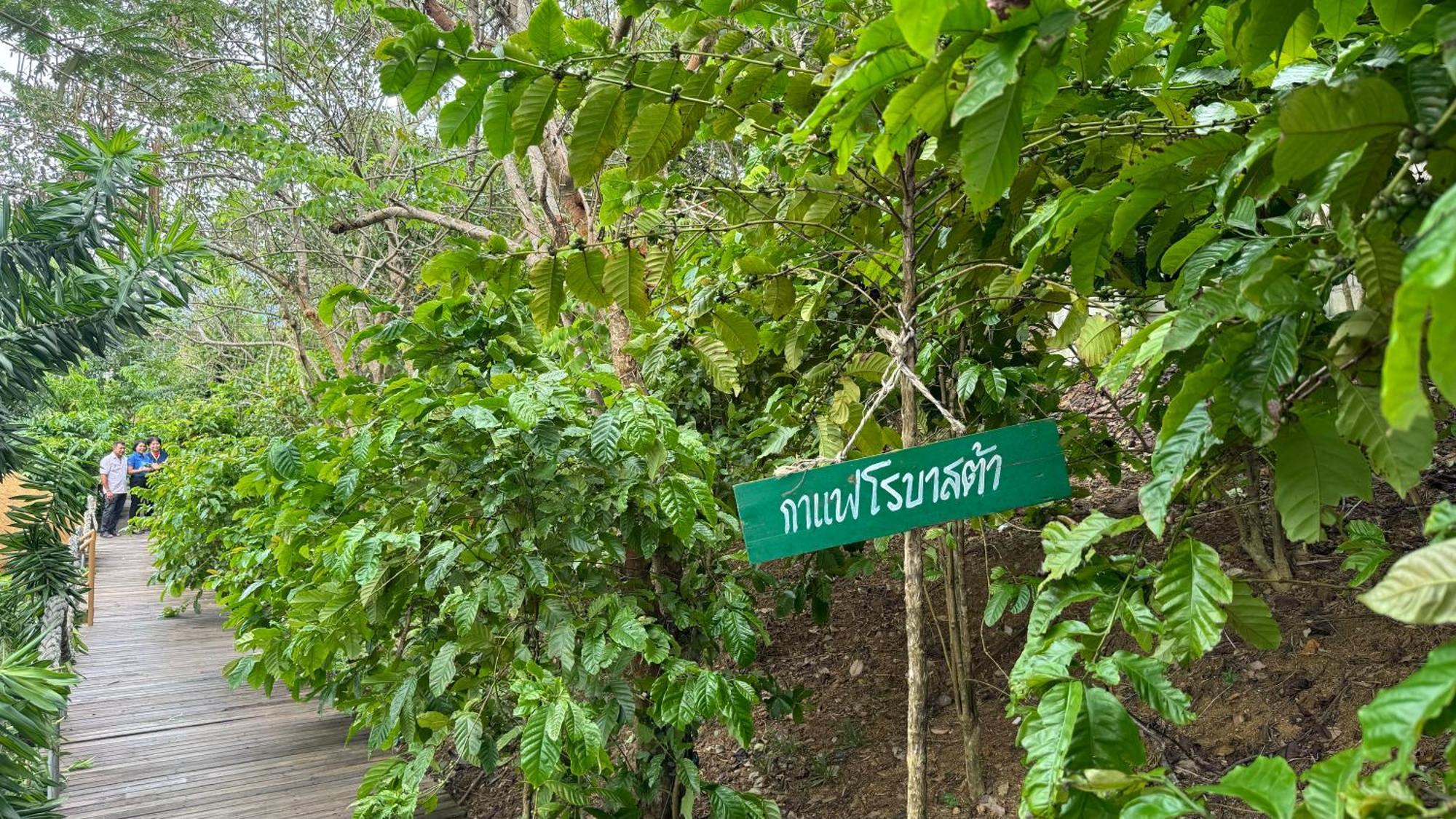 Greenheart Garden View Camp Phuket Παραλία Κάτα Εξωτερικό φωτογραφία